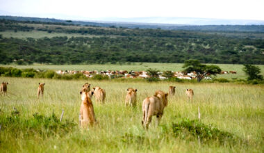 Study finds livestock pushing lions away from shared rangeland in Kenya