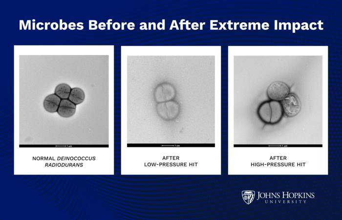 After shooting the microbes, the team determined whether they survived and examined the survivors’ genetic material for clues to how they handled the pressure. The bacteria proved very hard to kill. They survived nearly every test at 1.4 Gigapascal of pressure and 60% at 2.4 Gigapascals of pressure. The cells showed no signs of damage after the lower pressure hits, but after the higher pressure experiments, the team observed some ruptured membranes and internal damage Credit Johns Hopkins University