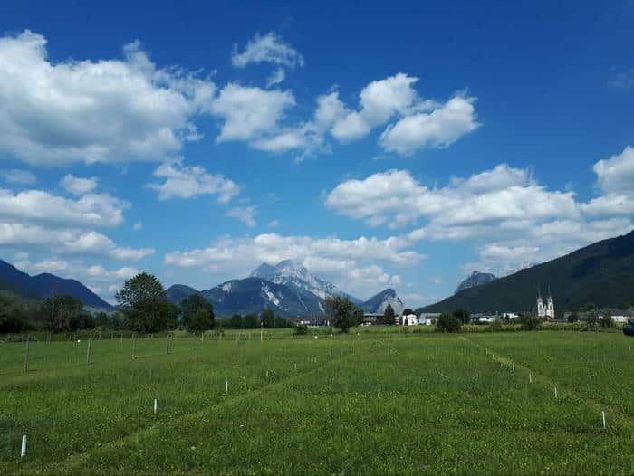 Long-Term Study Shows Soil Imbalances Can Weaken Crop Defenses