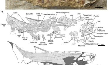 Fossil and reconstruction of Eosteus. Credit Image by IVPP, CAS