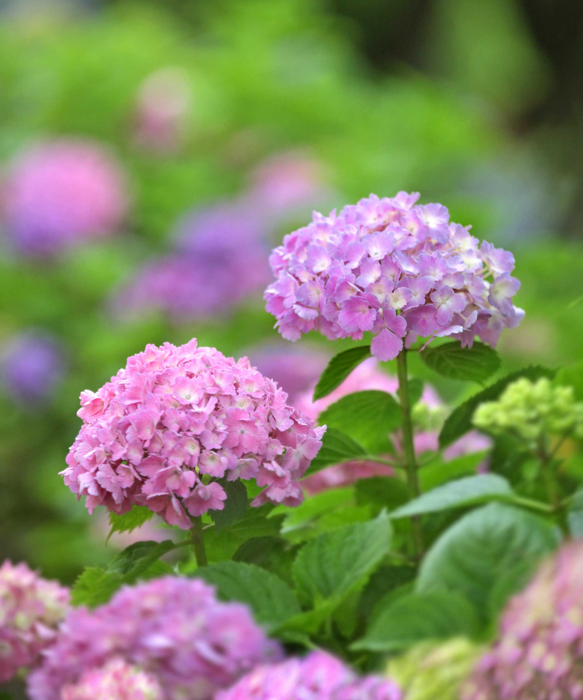 pink hydrangea