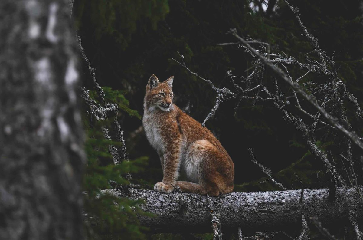 Lynx on a tree