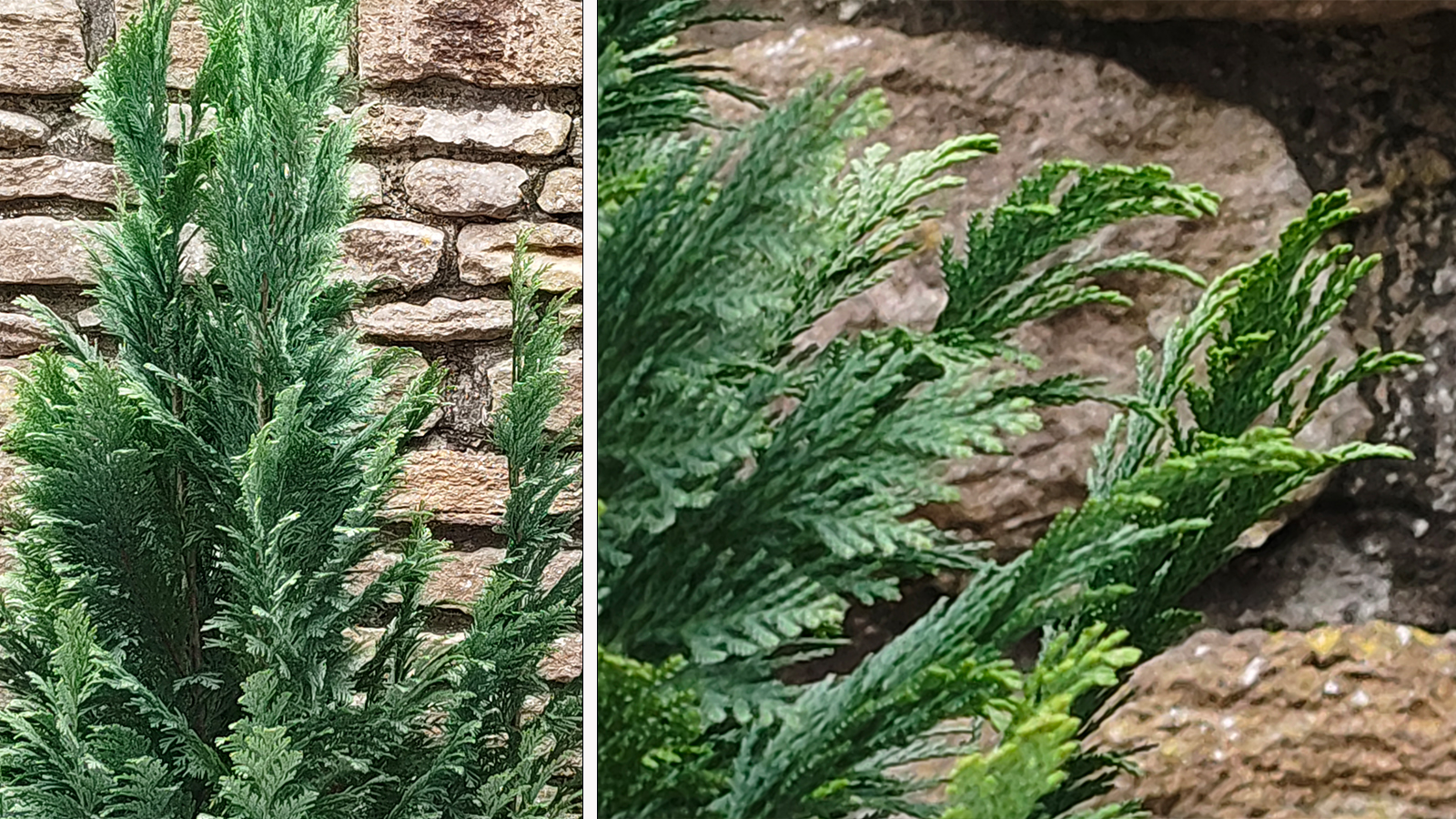 Photos of a fern against an old stone wall