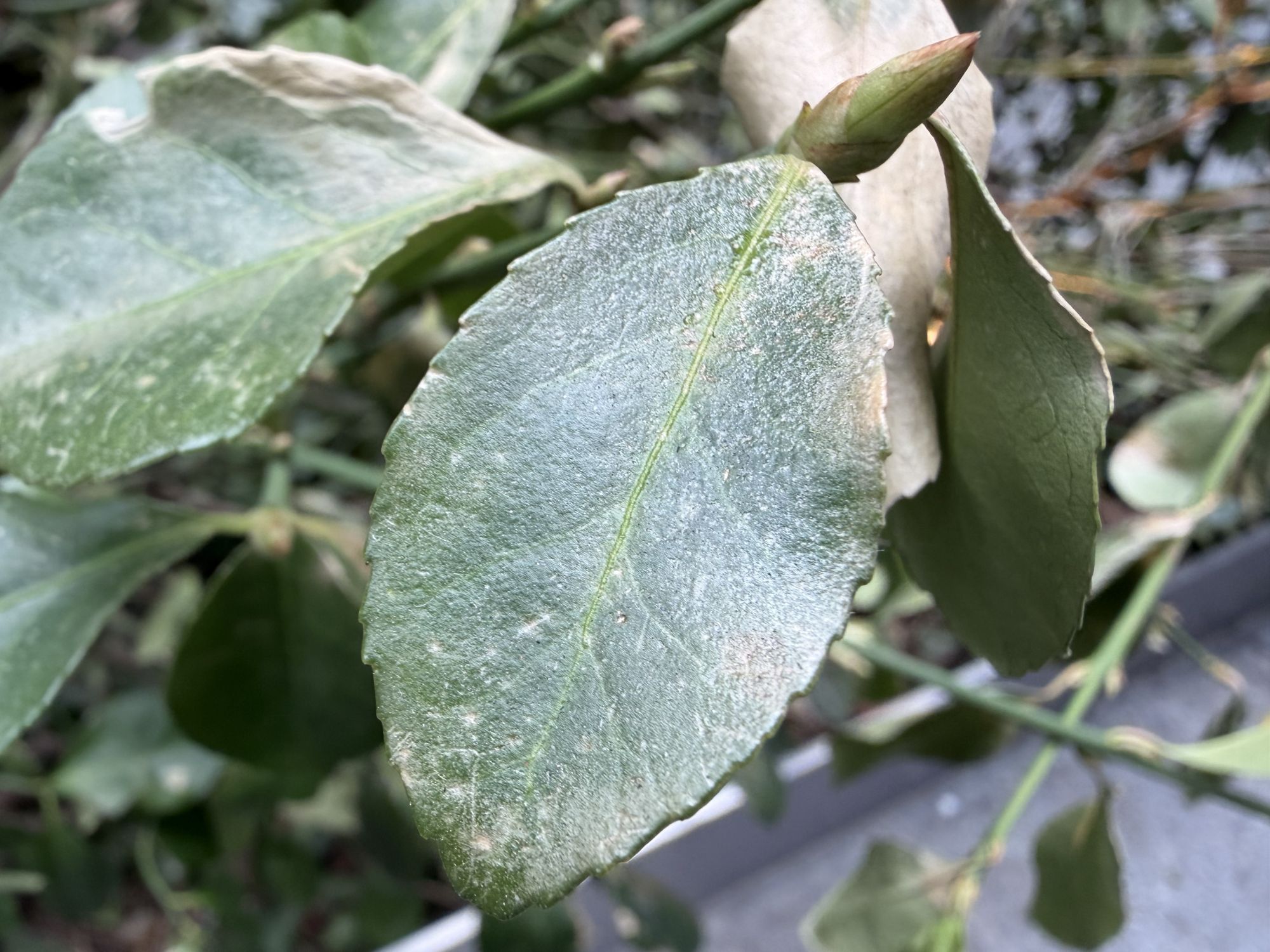 Apple iPhone 17 camera sample.
