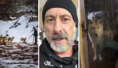 man with a wolfpack (l) man shares his view (c) wolfpack at front door (r)