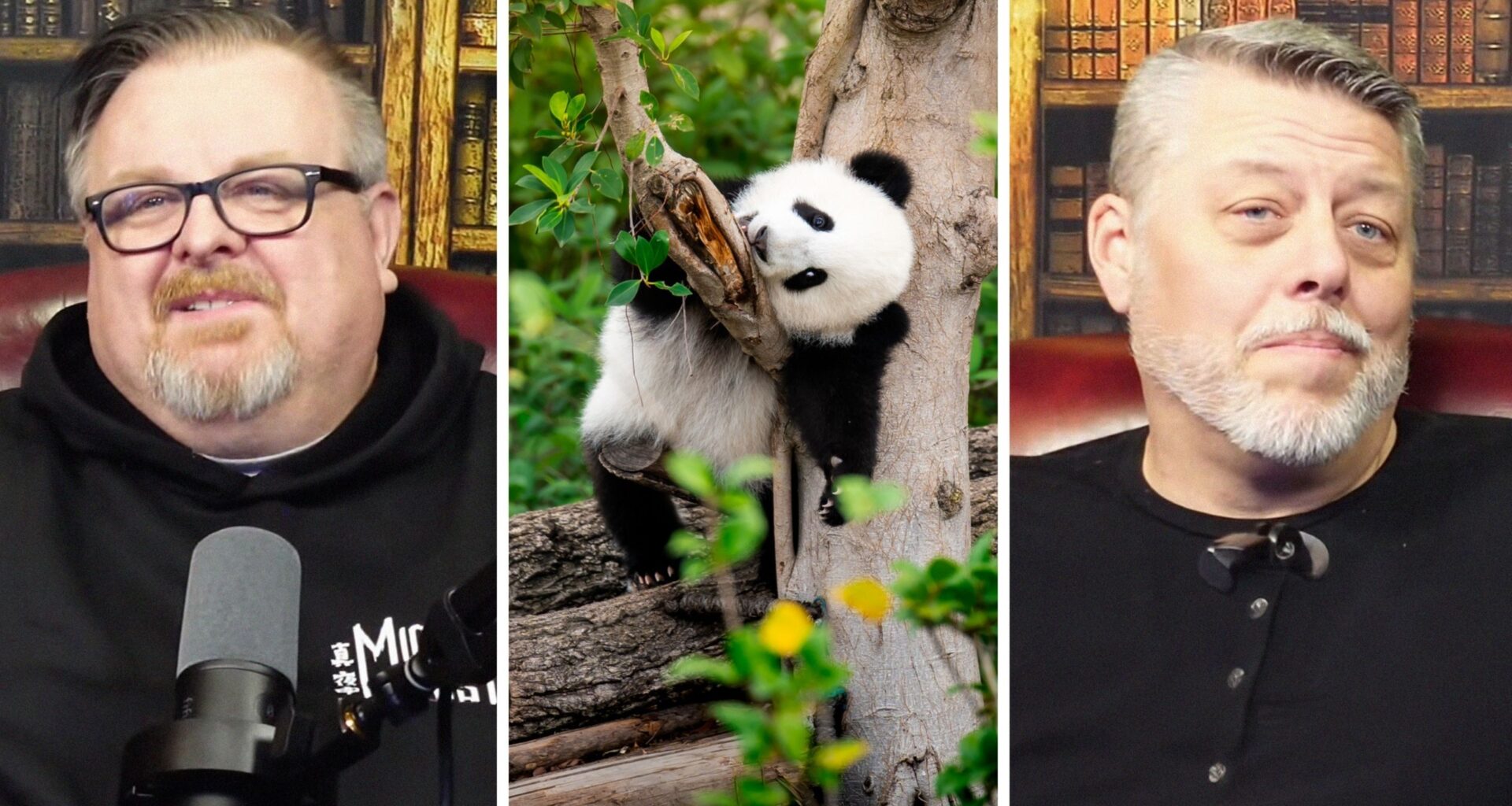 man shares opinion on pandas (l) adorable panda on tree (c) man in podcast about pandas (r)