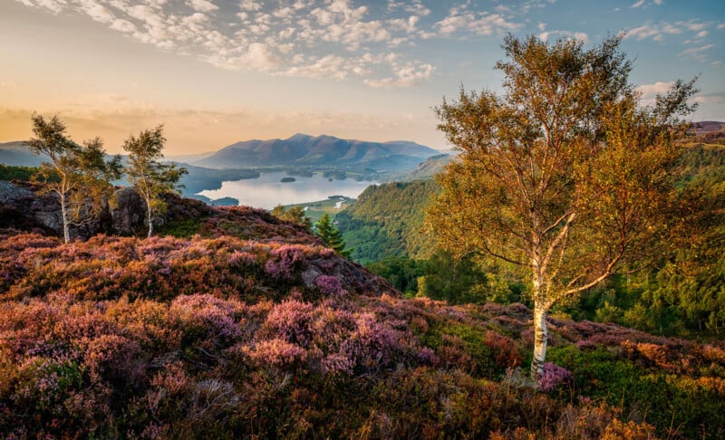 Sunset view over a lake surrounded by hills and mountains, with purple heather covering the foreground and a few trees. The sky is partly cloudy, casting a warm golden light on the scenic landscape.