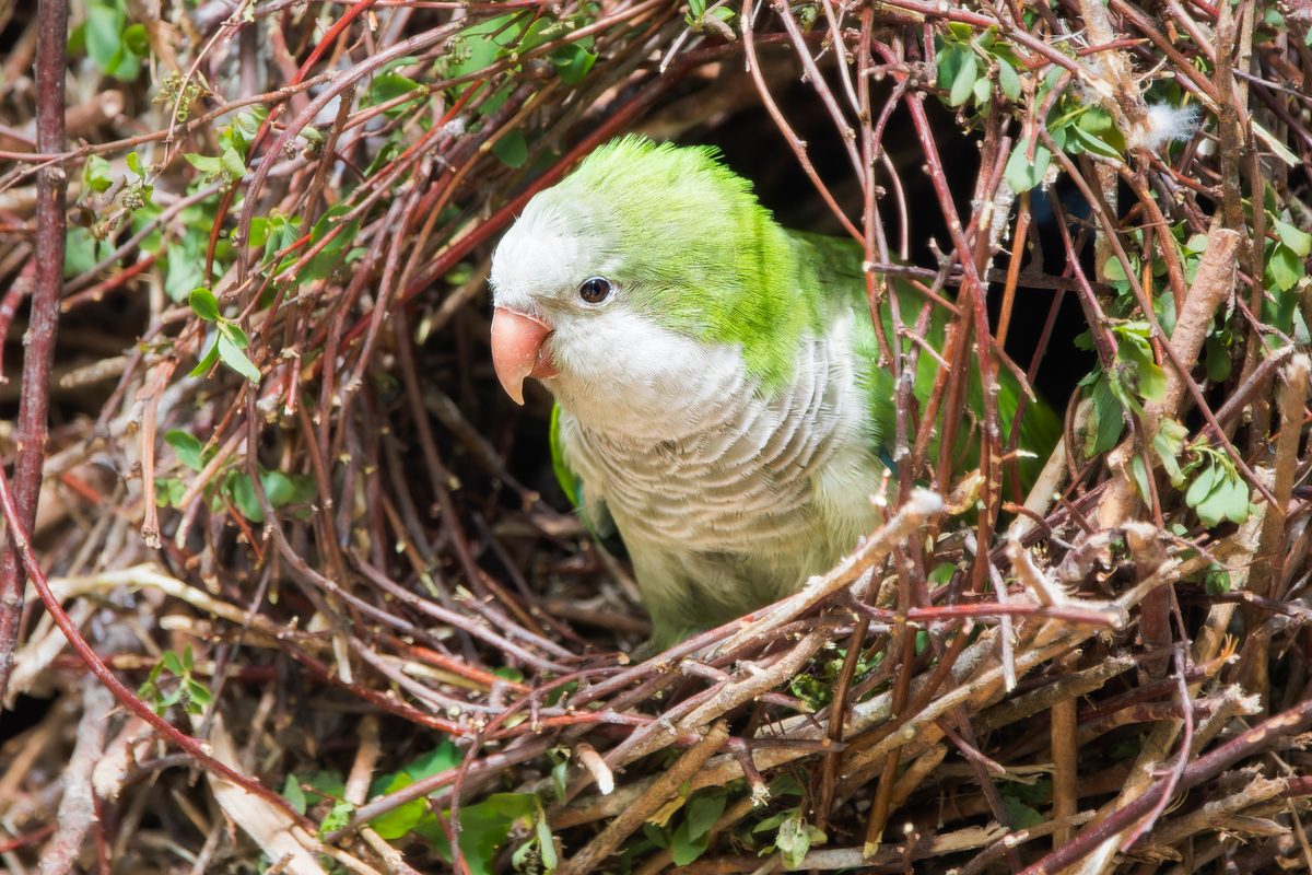 Observe the charming presence of a monk parakeet as it perches on branches outside its intricate nest in this delightful photograph. Known for their vibrant green plumage and social behavior, these parakeets often build large, communal nests in urban and suburban areas. Captured in exquisite detail, this image highlights the beauty of these playful birds and emphasizes the importance of conserving their natural habitats and urban environments.