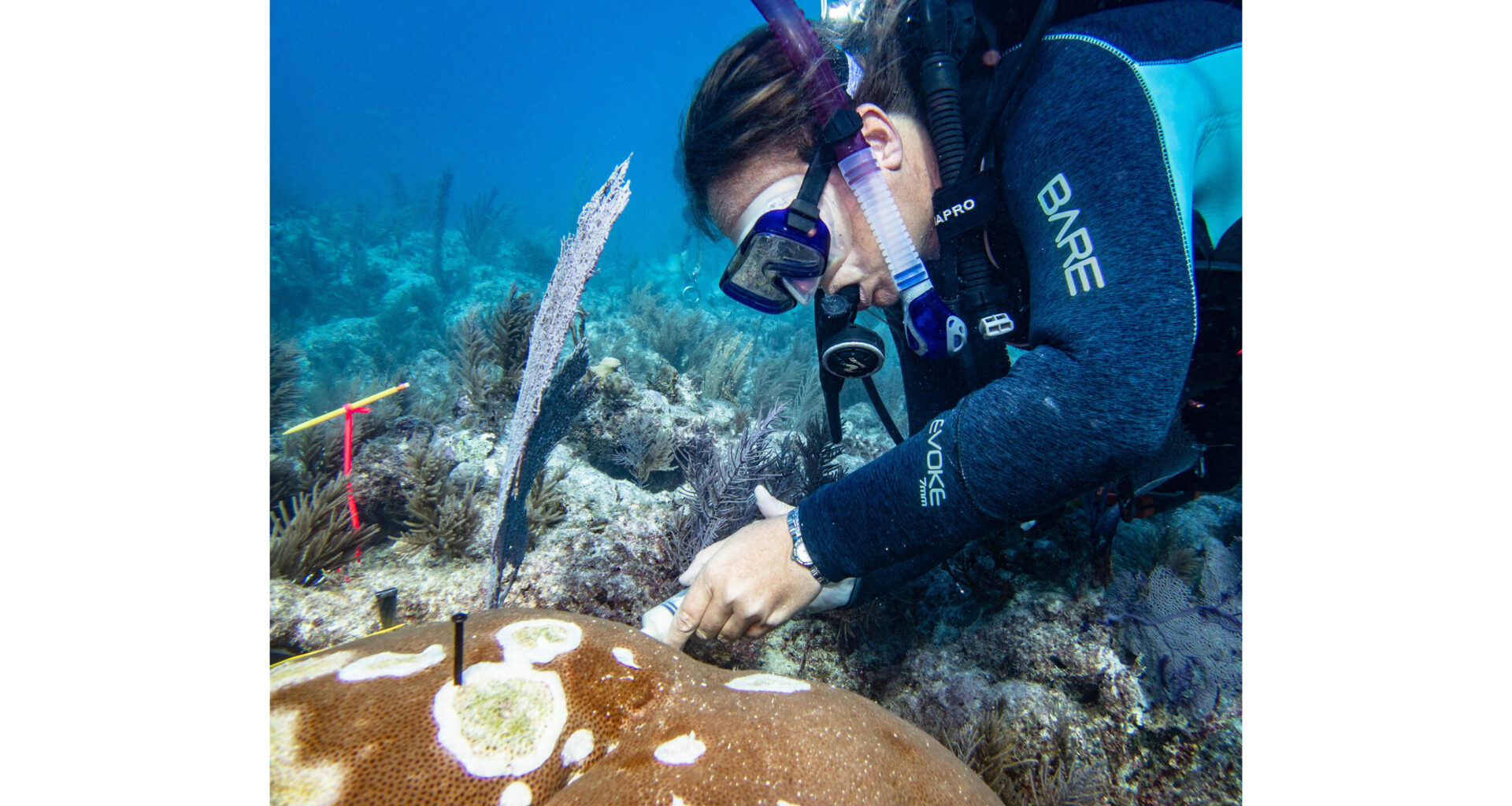 Study Confirms Safety of Antibiotic Treatment for Stony Coral Tissue Loss Disease