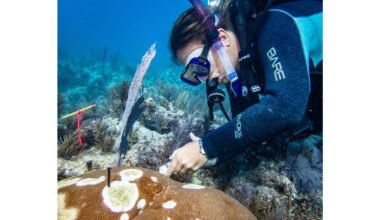 Study Confirms Safety of Antibiotic Treatment for Stony Coral Tissue Loss Disease