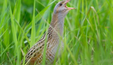 Ending of EU nature funding will be ‘deeply regressive’ for Irish conservation – The Irish Times