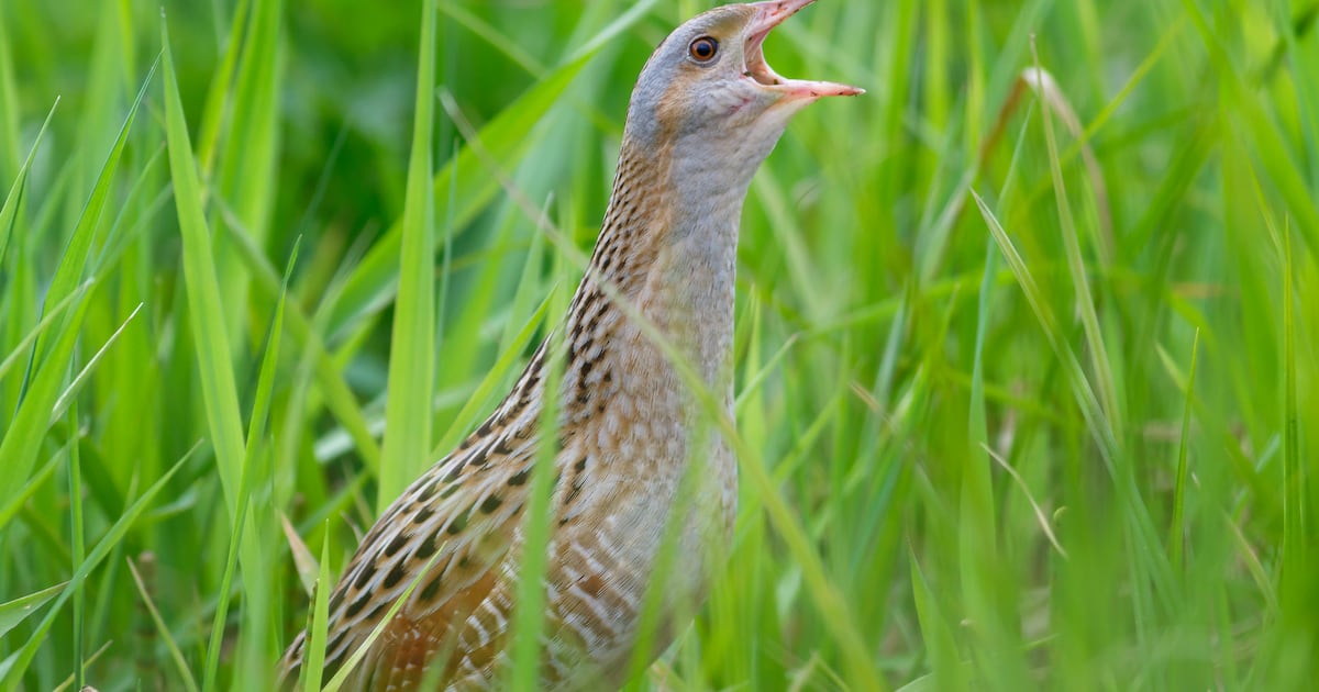 Ending of EU nature funding will be ‘deeply regressive’ for Irish conservation – The Irish Times