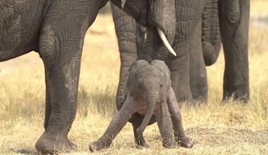 Newborn elephant calf being helped by its mother, Botswana