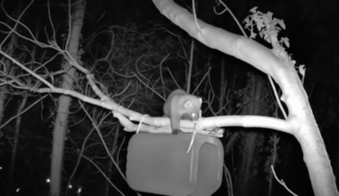 Creature described as ‘rare and elusive’ spotted at Stormont – The Irish News