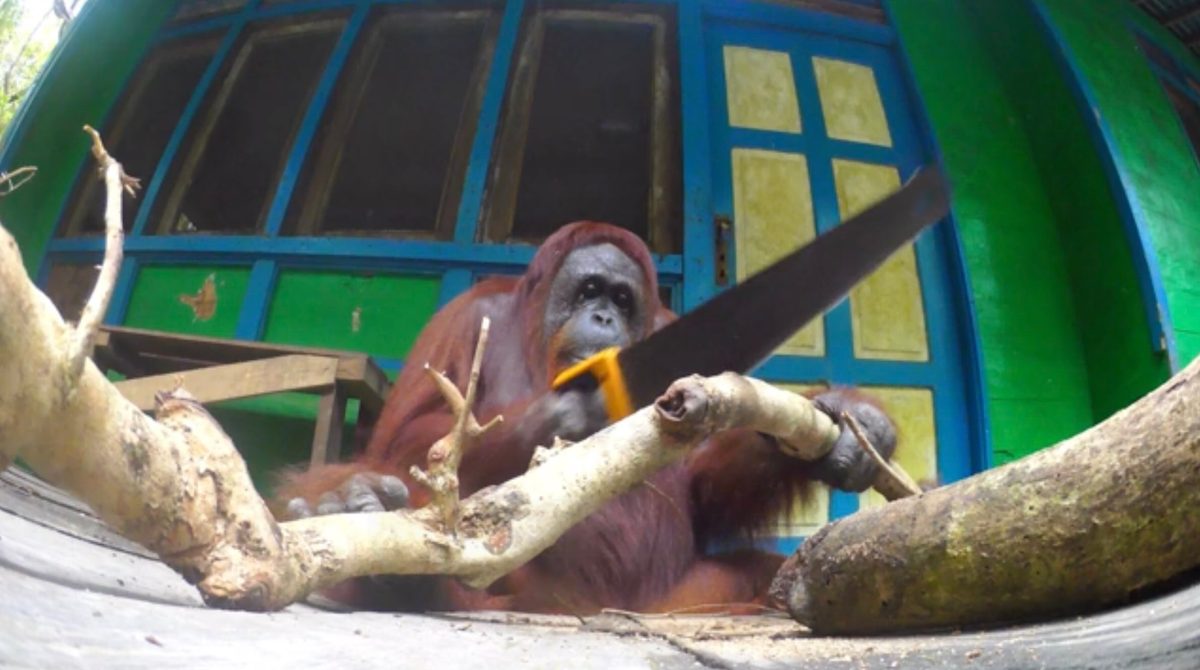 Orangutan using saw