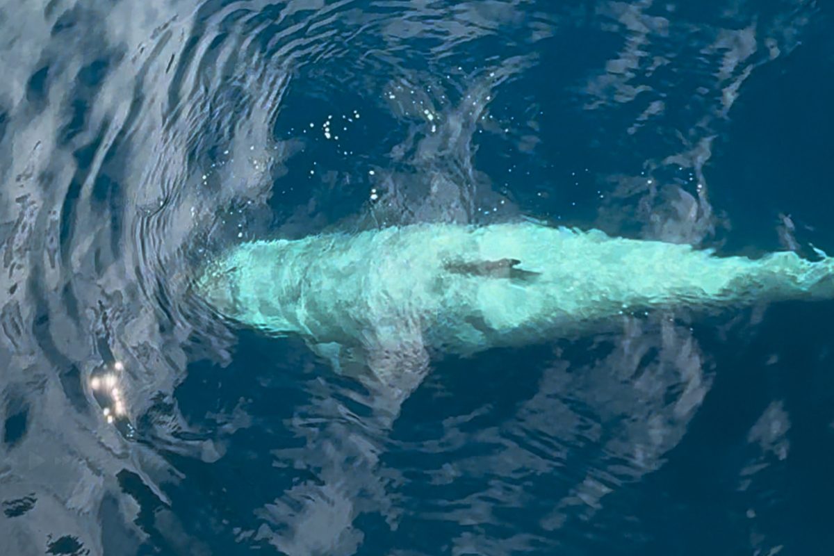 Orcas chasing penguin
