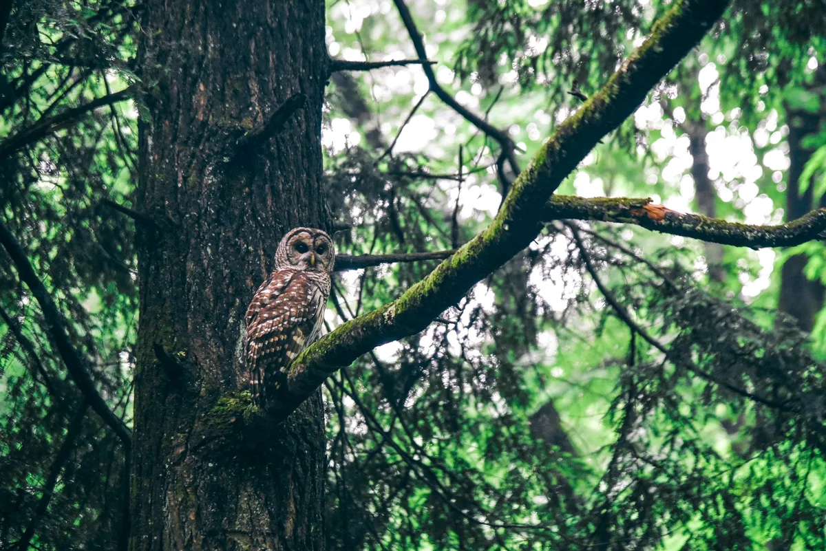 Owl in Great Smoky Mountains National Park
