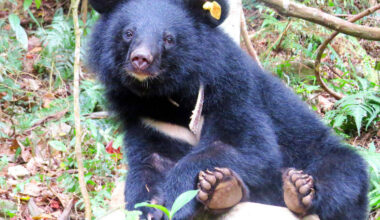 Formosan black bear population in Taiwan revealed