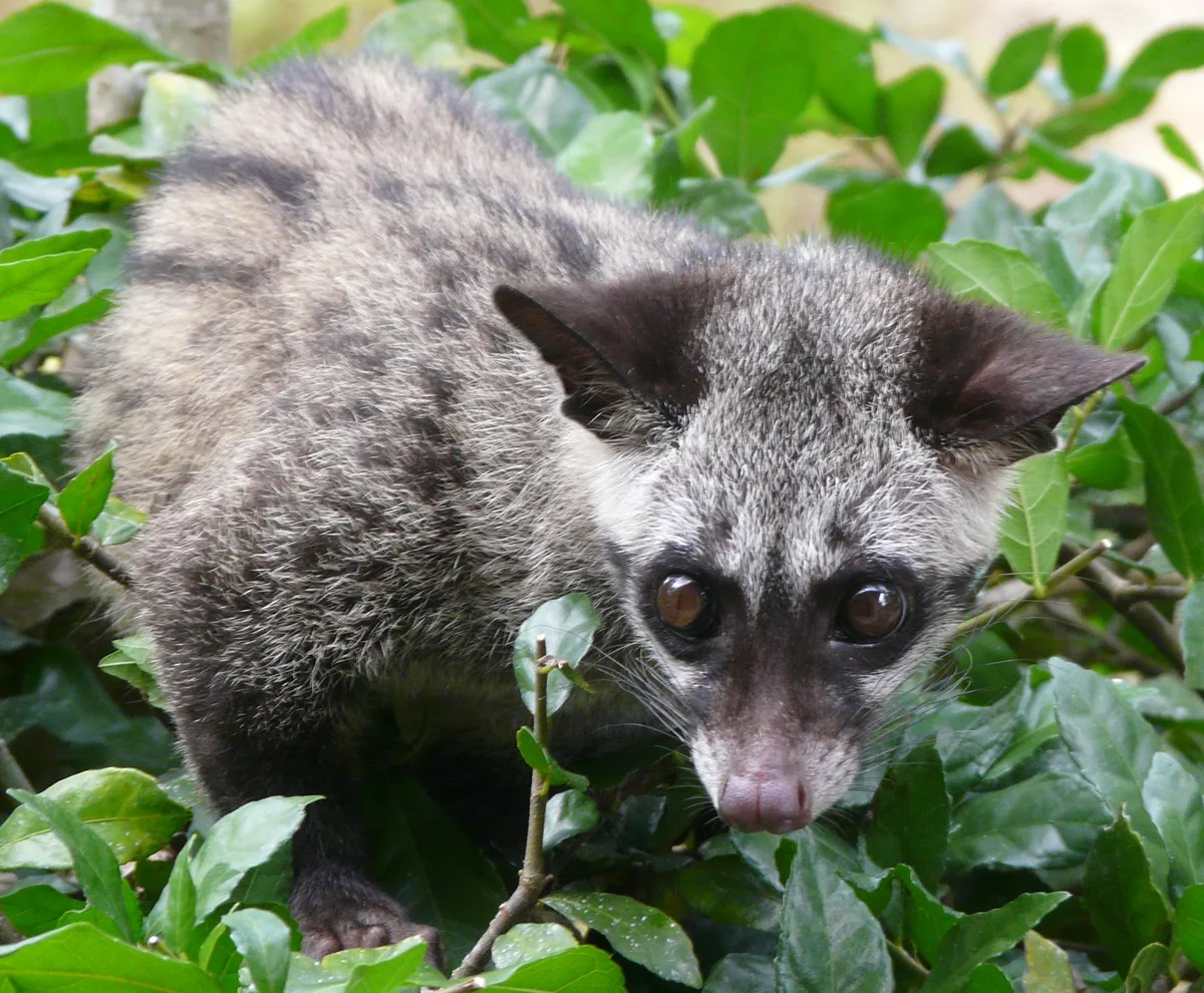 Palm civet