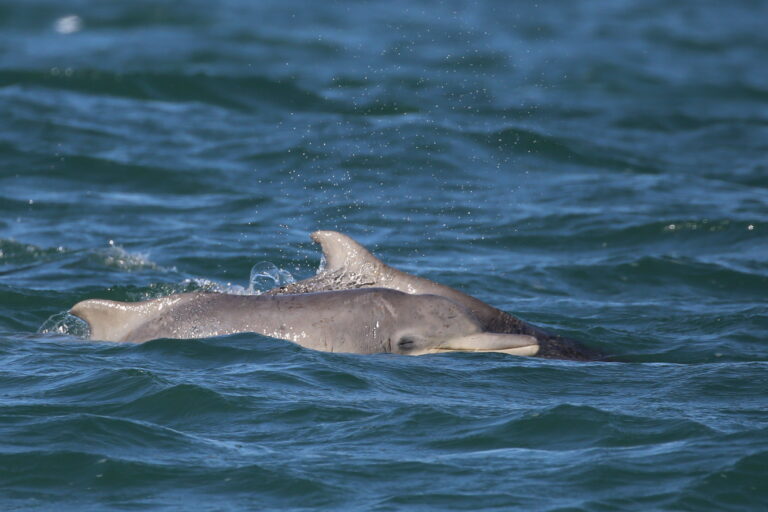 Indian Ocean humpback dolphins. Image courtesy of Bridget James.