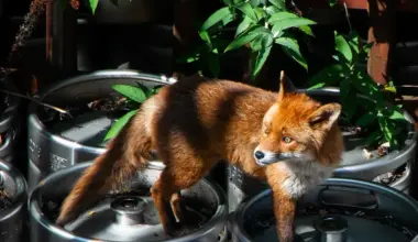 As more foxes prowl the city, one councillor wants to know who is policing them