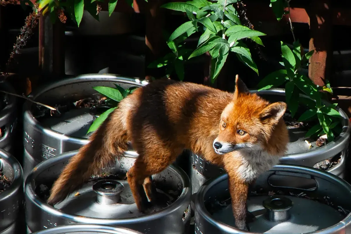 As more foxes prowl the city, one councillor wants to know who is policing them