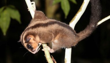 Marsupials Previously Thought Extinct for 6,000 Years Discovered: ‘A once-in-a-lifetime discovery’