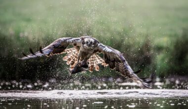 Shot at ISO 20,000 and 40fps electronic shutter camera, this detailed raptor image could soon be an award-winning catch