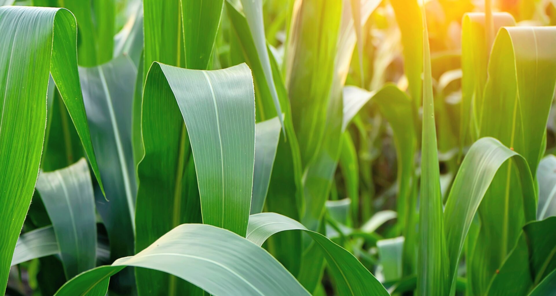 Plants pause their own growth to survive stress