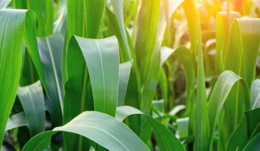 Plants pause their own growth to survive stress