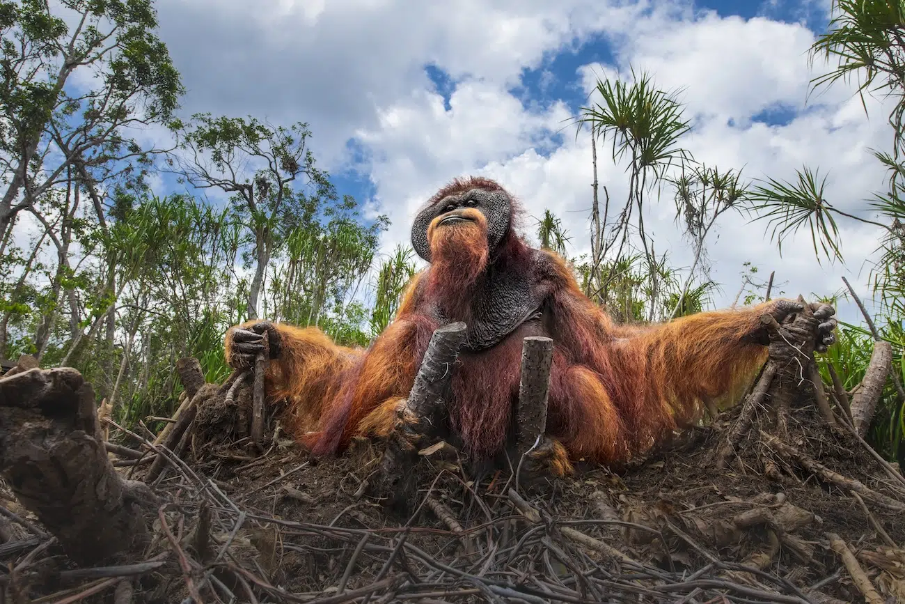 Orangutan