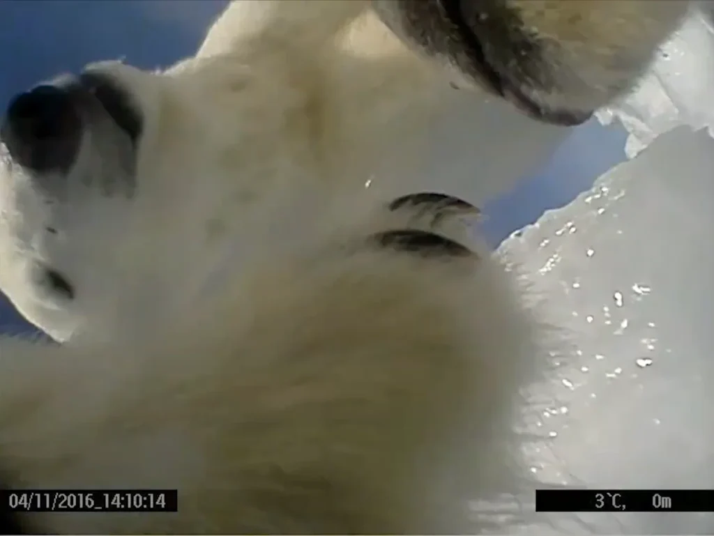Scientists attached a GoPro to a polar bear to study what they actually do and learnt some important information