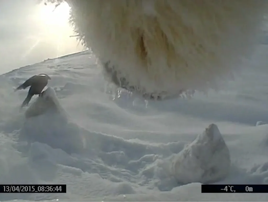 Scientists attached a GoPro to a polar bear to study what they actually do and learnt some important information