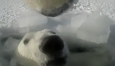 Scientists attached a GoPro to a polar bear to study what they actually do and learnt some important information