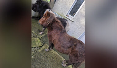 Appeal after ponies found on the trot in Letterkenny