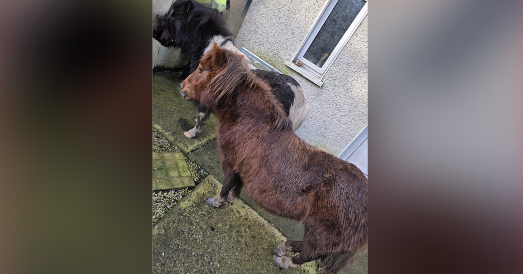 Appeal after ponies found on the trot in Letterkenny