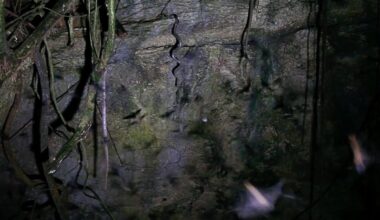 Puerto Rican boas hanging from cave ceiling