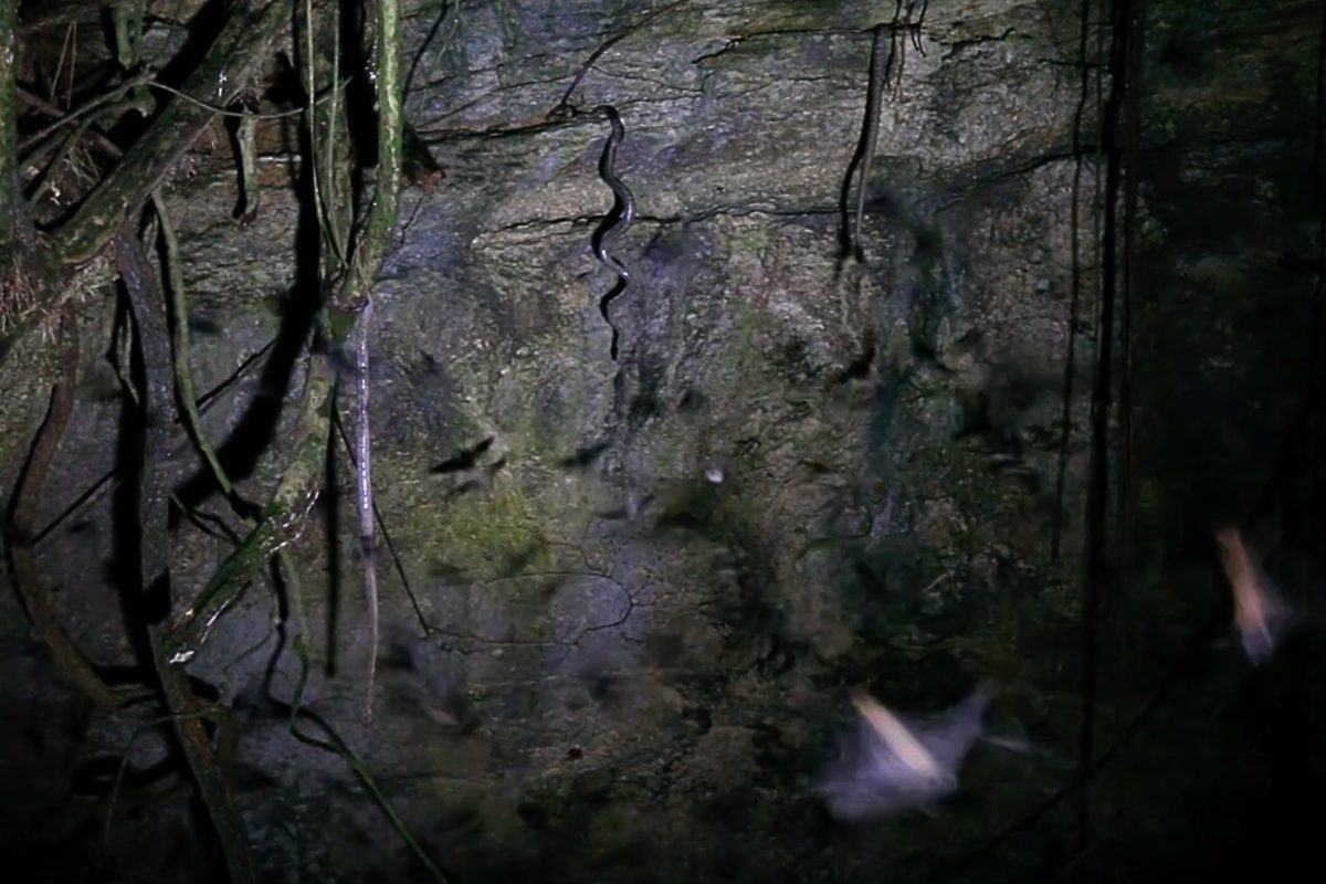 Puerto Rican boas hanging from cave ceiling