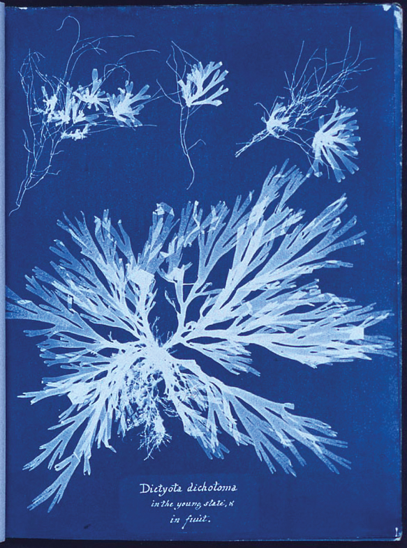 Botanical cyanotype of Dictyota dichotoma, showing delicate white seaweed patterns on deep blue background, evoking a serene, natural tone