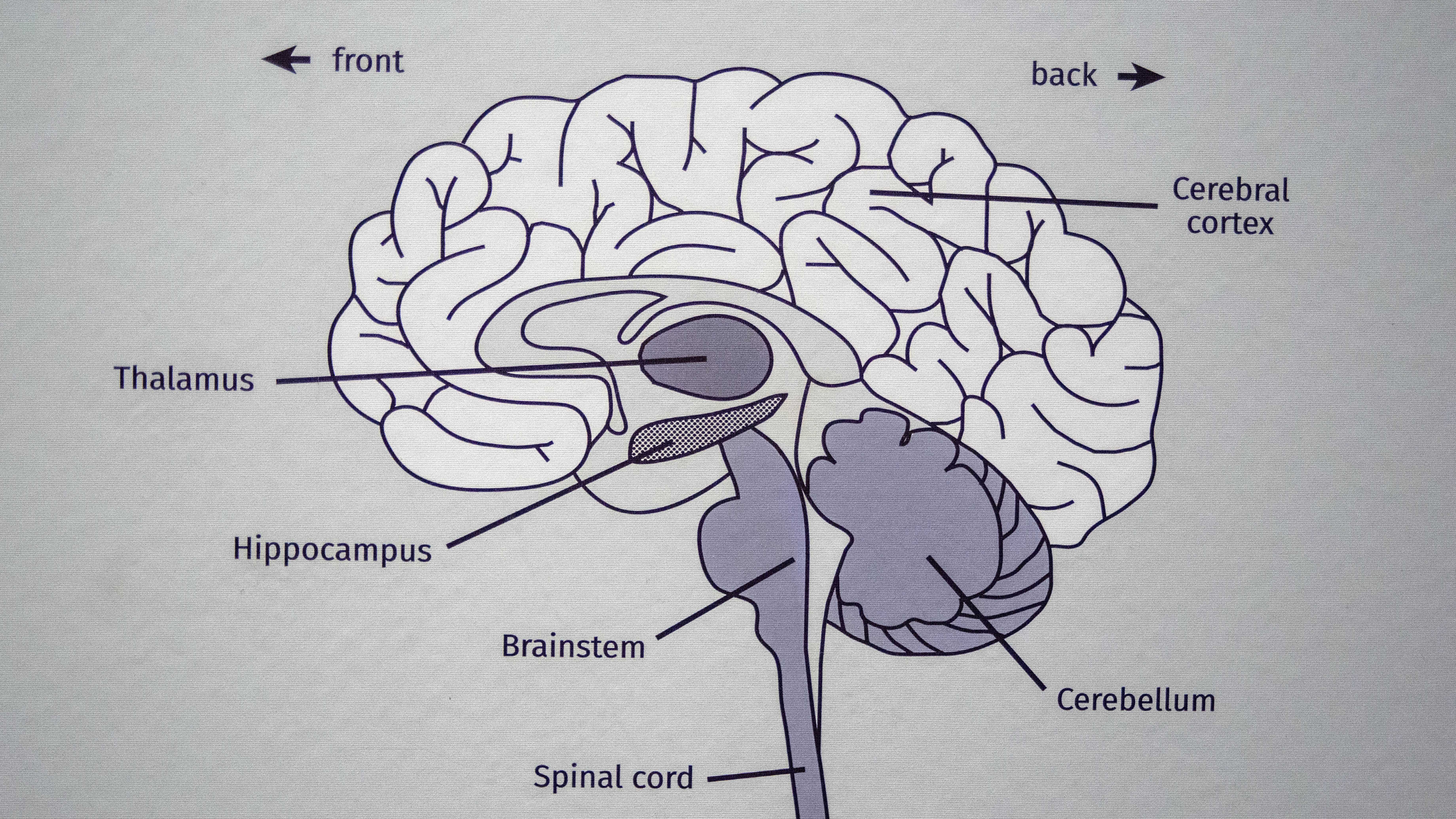 Diagram of the human brain