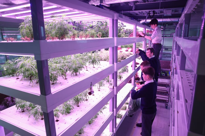Belvedere College students keeping an eye on plants in the school's urban farm. Photograph: Enda O'Dowd