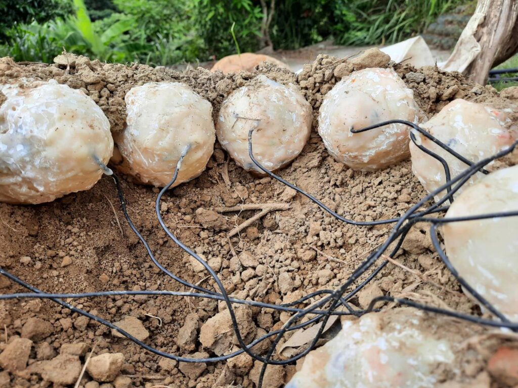 A clutch of false oviraptor eggs on the ground each with a wire extending from it