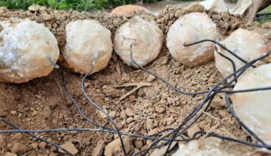 A clutch of false oviraptor eggs on the ground each with a wire extending from it