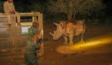 Decades after poaching drove them extinct, rhinos are back in the wild in Uganda