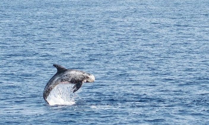 Risso’s dolphins Greece