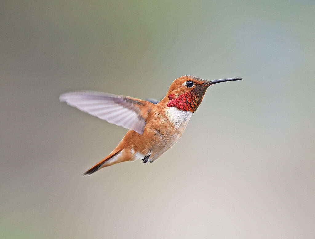 Hummingbird hovering with wings blurred, showcasing vibrant orange body feathers and white wing feathers.
