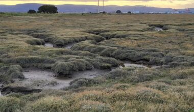 Bull Island is nature’s gift to Dubliners. They haven’t been grateful – The Irish Times