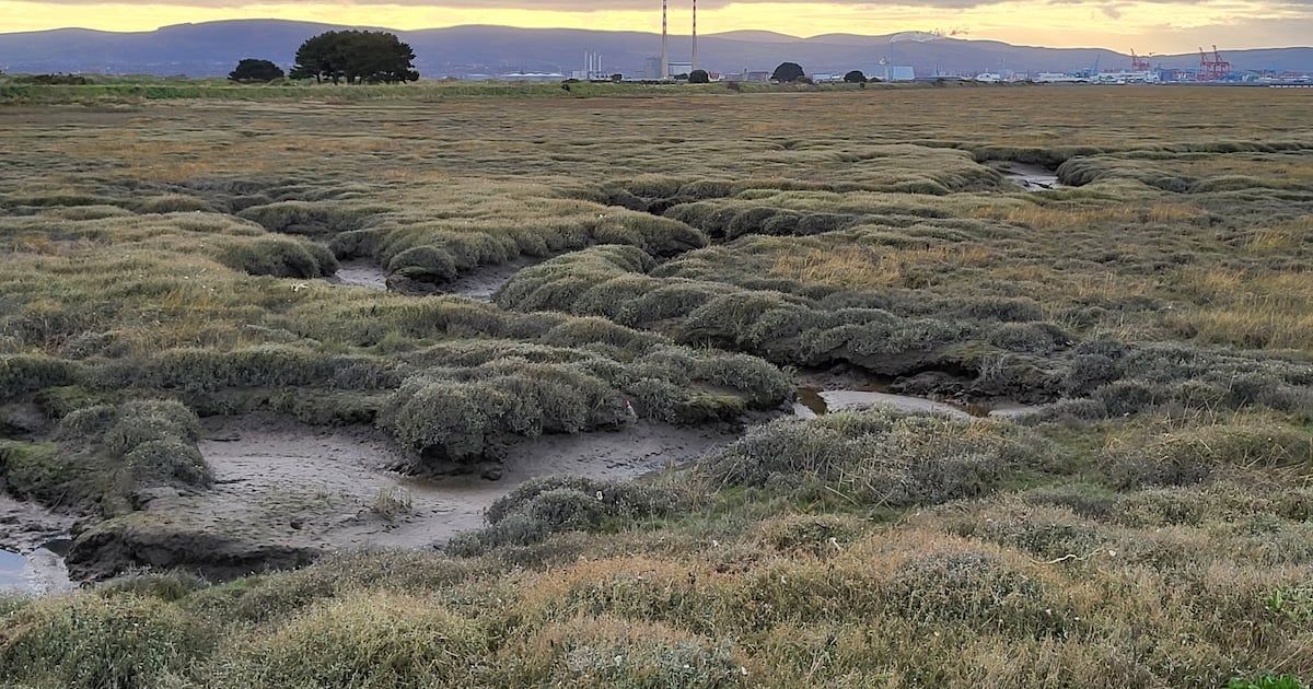 Bull Island is nature’s gift to Dubliners. They haven’t been grateful – The Irish Times