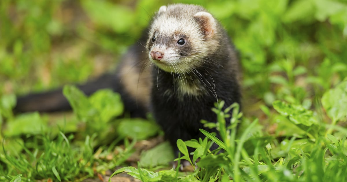Rathlin Island sees feral ferrets eradicated for the first time – The Irish Times