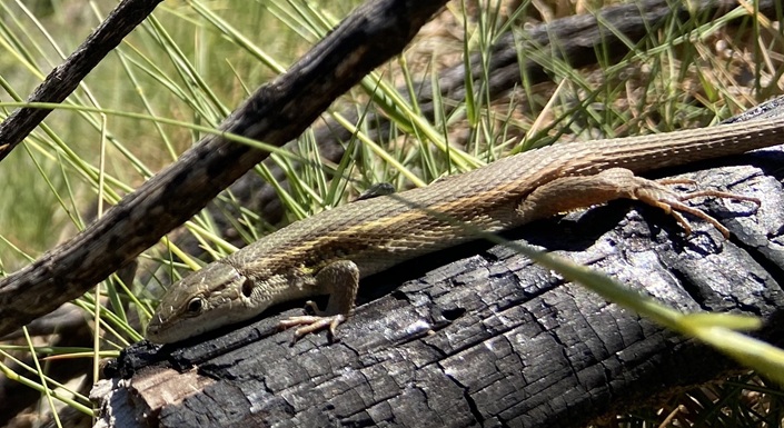 lizard on burnt log, credit to the authors of https://doi.org/10.1111/jzo.70083